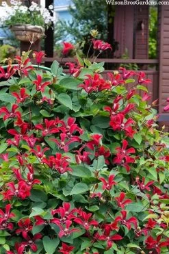 Gravetye Beauty Clematis - 1 Gallon Pot 12 Gravetye Beauty Clematis - 1 Gallon Pot -Outdoor Garden Store clematis texensis gravetye beauty 10