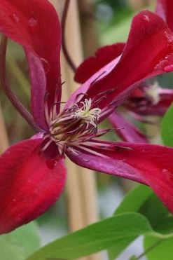 Gravetye Beauty Clematis - 1 Gallon Pot 16 Gravetye Beauty Clematis - 1 Gallon Pot -Outdoor Garden Store clematis texensis gravetye beauty 6