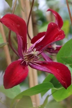 Gravetye Beauty Clematis - 1 Gallon Pot 15 Gravetye Beauty Clematis - 1 Gallon Pot -Outdoor Garden Store clematis texensis gravetye beauty 7