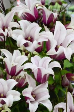 Princess Kate Clematis - 1 Gallon Pot 19 Princess Kate Clematis - 1 Gallon Pot -Outdoor Garden Store clematis texensis princess kate 14