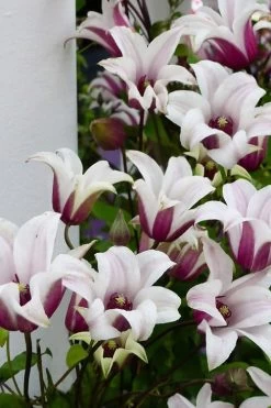 Princess Kate Clematis - 1 Gallon Pot 21 Princess Kate Clematis - 1 Gallon Pot -Outdoor Garden Store clematis texensis princess kate 15