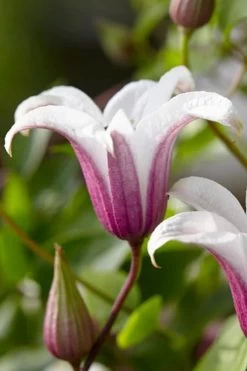 Princess Kate Clematis - 1 Gallon Pot 20 Princess Kate Clematis - 1 Gallon Pot -Outdoor Garden Store clematis texensis princess kate 18