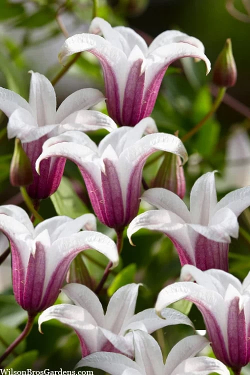 Princess Kate Clematis - 1 Gallon Pot 3 Princess Kate Clematis - 1 Gallon Pot