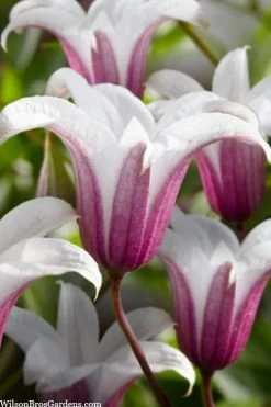 Princess Kate Clematis - 1 Gallon Pot 16 Princess Kate Clematis - 1 Gallon Pot -Outdoor Garden Store clematis texensis princess kate 23