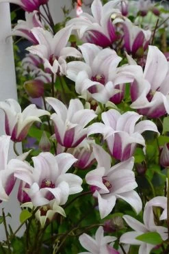 Princess Kate Clematis - 1 Gallon Pot 15 Princess Kate Clematis - 1 Gallon Pot -Outdoor Garden Store clematis texensis princess kate 4