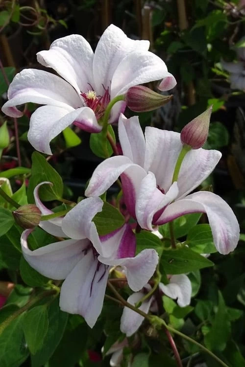Princess Kate Clematis - 1 Gallon Pot 9 Princess Kate Clematis - 1 Gallon Pot - Image 7