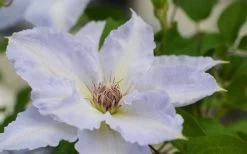 Tranquilite Clematis - 1 Gallon Pot 15 Tranquilite Clematis - 1 Gallon Pot -Outdoor Garden Store clematis tranquilete 1