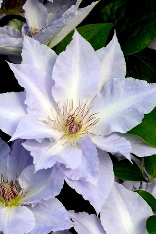 Tranquilite Clematis - 1 Gallon Pot 8 Tranquilite Clematis - 1 Gallon Pot - Image 6