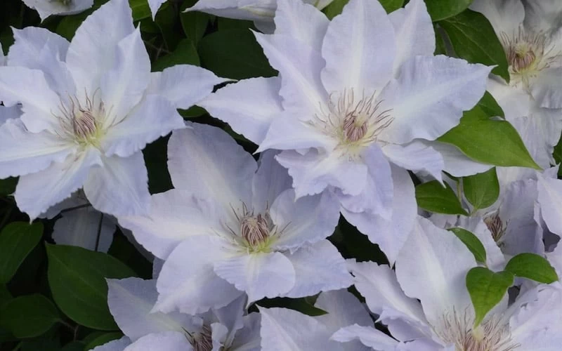 Tranquilite Clematis - 1 Gallon Pot 7 Tranquilite Clematis - 1 Gallon Pot - Image 5