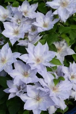 Tranquilite Clematis - 1 Gallon Pot 12 Tranquilite Clematis - 1 Gallon Pot -Outdoor Garden Store clematis tranquilite 11