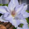 Tranquilite Clematis - 1 Gallon Pot 2 Tranquilite Clematis - 1 Gallon Pot -Outdoor Garden Store clematis tranquilite 12