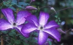 Venosa Violacea Clematis - 1 Gallon Pot 20 Venosa Violacea Clematis - 1 Gallon Pot -Outdoor Garden Store clematis venosa violacea 1