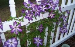 Venosa Violacea Clematis - 1 Gallon Pot 18 Venosa Violacea Clematis - 1 Gallon Pot -Outdoor Garden Store clematis venosa violacea 4