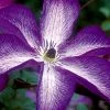Venosa Violacea Clematis - 1 Gallon Pot 2 Venosa Violacea Clematis - 1 Gallon Pot -Outdoor Garden Store clematis venosa violacea 8
