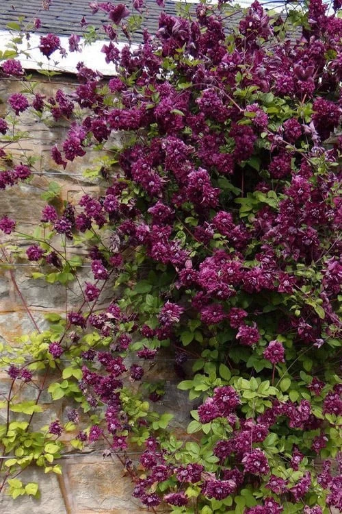 Purpurea Plena Elegans Clematis - 1 Gallon Pot 9 Purpurea Plena Elegans Clematis - 1 Gallon Pot - Image 7