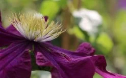 Warsaw Nike Clematis - 1 Gallon Pot 15 Warsaw Nike Clematis - 1 Gallon Pot -Outdoor Garden Store clematis warsaw nike 10