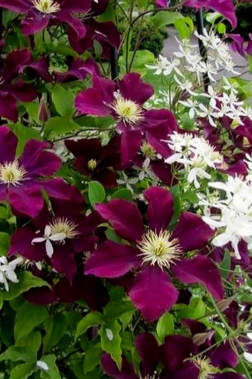 Warsaw Nike Clematis - 1 Gallon Pot 8 Warsaw Nike Clematis - 1 Gallon Pot - Image 6