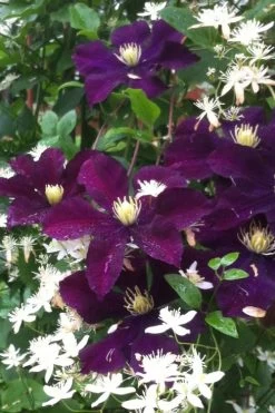 Warsaw Nike Clematis - 1 Gallon Pot 13 Warsaw Nike Clematis - 1 Gallon Pot -Outdoor Garden Store clematis warsaw nike 12