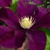 Warsaw Nike Clematis - 1 Gallon Pot 1 Warsaw Nike Clematis - 1 Gallon Pot -Outdoor Garden Store clematis warsaw nike 15