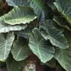 Maximus Gigante Hardy Elephant Ear (Colocasia) - 5 Gallon Pot -Outdoor Garden Store colocasia maximus gigante elephant ears 1