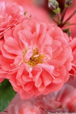 Coral Drift Groundcover Rose - 1 Gallon Pot 11 Coral Drift Groundcover Rose - 1 Gallon Pot -Outdoor Garden Store coral drift rose 101