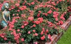 Coral Drift Groundcover Rose - 1 Gallon Pot 12 Coral Drift Groundcover Rose - 1 Gallon Pot -Outdoor Garden Store coral drift rose 104