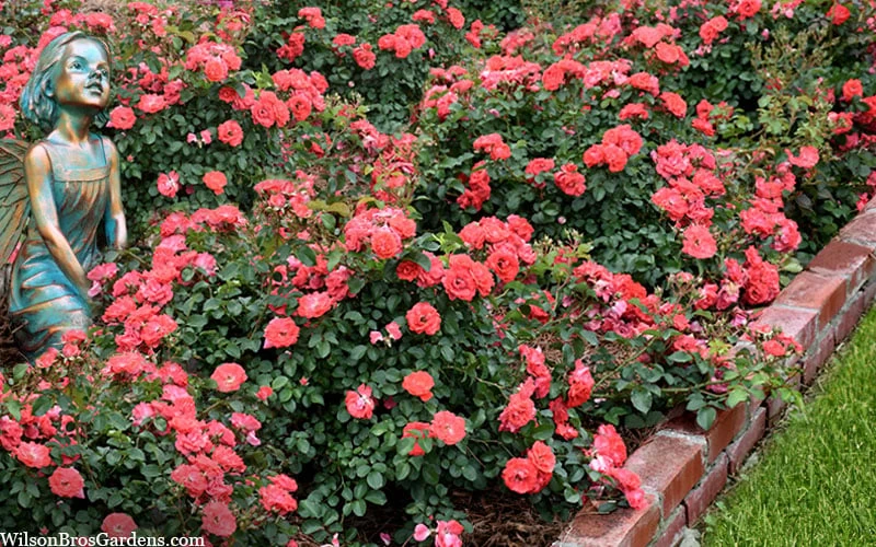 Coral Drift Groundcover Rose - 1 Gallon Pot 7 Coral Drift Groundcover Rose - 1 Gallon Pot - Image 5