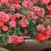 Coral Drift Groundcover Rose - 1 Gallon Pot 1 Coral Drift Groundcover Rose - 1 Gallon Pot -Outdoor Garden Store coral drift rose 105