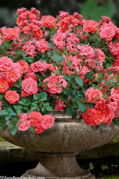 Coral Drift Groundcover Rose - 1 Gallon Pot 3 Coral Drift Groundcover Rose - 1 Gallon Pot