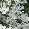 Jean's Appalachian Snow White Dogwood Tree - 3 Gallon Pot 2 Jean's Appalachian Snow White Dogwood Tree - 3 Gallon Pot -Outdoor Garden Store cornus florida jeans appalachian snow white dogwood 3
