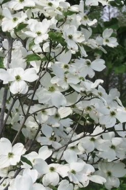Jean's Appalachian Snow White Dogwood Tree - 3 Gallon Pot