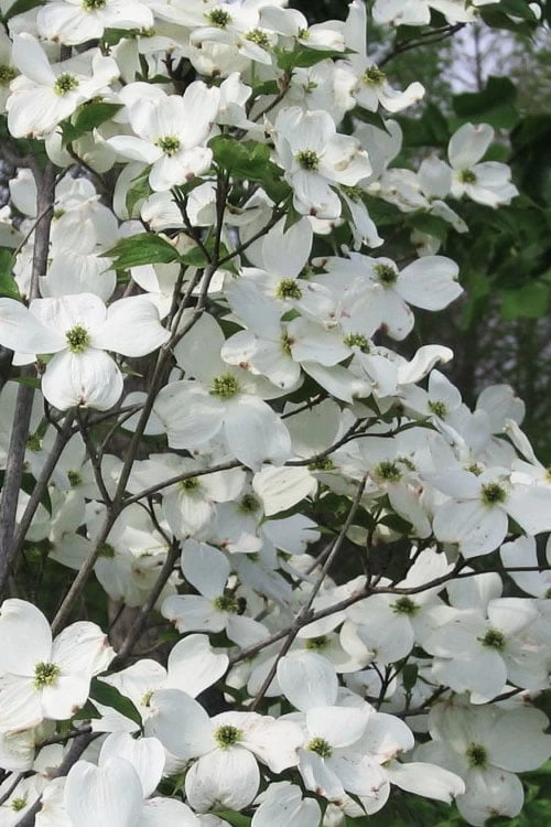 Jean's Appalachian Snow White Dogwood Tree - 3 Gallon Pot 3 Jean's Appalachian Snow White Dogwood Tree - 3 Gallon Pot