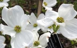 Jean's Appalachian Snow White Dogwood Tree - 3 Gallon Pot 15 Jean's Appalachian Snow White Dogwood Tree - 3 Gallon Pot -Outdoor Garden Store cornus florida jeans appalachian snow white dogwood 4