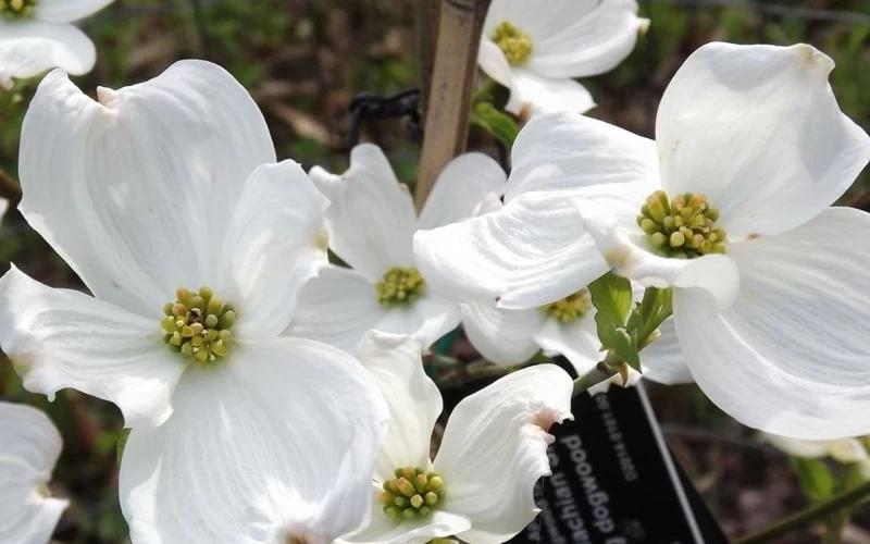 Jean's Appalachian Snow White Dogwood Tree - 3 Gallon Pot 9 Jean's Appalachian Snow White Dogwood Tree - 3 Gallon Pot - Image 7