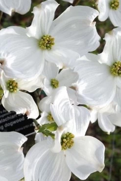 Jean's Appalachian Snow White Dogwood Tree - 3 Gallon Pot 12 Jean's Appalachian Snow White Dogwood Tree - 3 Gallon Pot -Outdoor Garden Store cornus florida jeans appalachian snow white dogwood 5