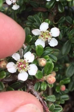Streib's Findling Cotoneaster - 1 Gallon Pot -Outdoor Garden Store cotoneaster dammeri streibs findling 3