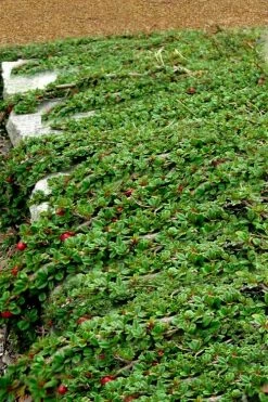 Streib's Findling Cotoneaster - 1 Gallon Pot -Outdoor Garden Store cotoneaster dammeri streibs findling 5