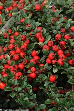 Streib's Findling Cotoneaster - 1 Gallon Pot -Outdoor Garden Store cotoneaster dammeri streibs findling 8