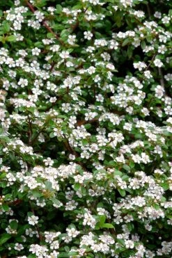Streib's Findling Cotoneaster - 1 Gallon Pot -Outdoor Garden Store cotoneaster dammeri streibs findling 9