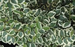Variegated Creeping Fig - Ficus Pumila 'Variegata' - 6 Pack Of Pint Pots -Outdoor Garden Store creeping fig ficus pumila variegata 50