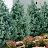 Carolina Sapphire Arizona Cypress - 7 Gallon Pot (4-5') -Outdoor Garden Store cupressus arizonica arizona carolina sapphire cypress 101 1