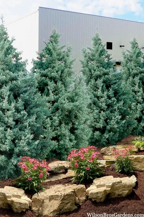 Carolina Sapphire Arizona Cypress - 7 Gallon Pot (4-5') 3 Carolina Sapphire Arizona Cypress - 7 Gallon Pot (4-5')