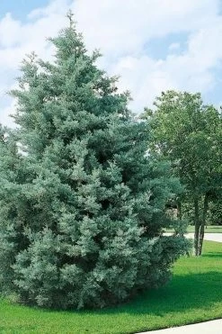 Carolina Sapphire Arizona Cypress - 7 Gallon Pot (4-5') 12 Carolina Sapphire Arizona Cypress - 7 Gallon Pot (4-5') -Outdoor Garden Store cupressus arizonica arizona carolina sapphire cypress 102 1