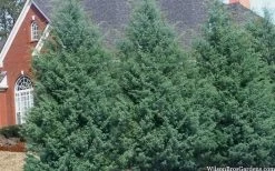 Carolina Sapphire Arizona Cypress - 5 Gallon Pot 14 Carolina Sapphire Arizona Cypress - 5 Gallon Pot -Outdoor Garden Store cupressus arizonica arizona carolina sapphire cypress 103