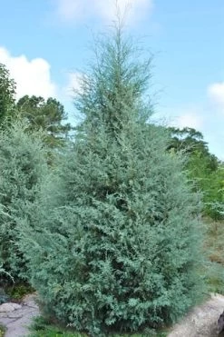 Carolina Sapphire Arizona Cypress - 5 Gallon Pot -Outdoor Garden Store cupressus arizonica arizona carolina sapphire cypress 1 thumbnail