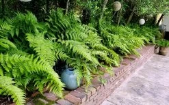 Autumn Brilliance Fern (Dryopteris Erythrosora) - 1 Gallon Pot -Outdoor Garden Store dryopteris erythrosora autumn brilliance fern 10