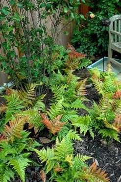 Autumn Brilliance Fern (Dryopteris Erythrosora) - 1 Gallon Pot -Outdoor Garden Store dryopteris erythrosora autumn brilliance fern 11