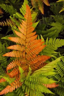 Autumn Brilliance Fern (Dryopteris Erythrosora) - 1 Gallon Pot -Outdoor Garden Store dryopteris erythrosora autumn brilliance fern 2