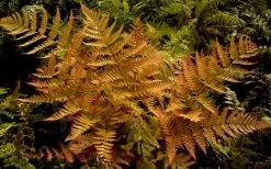 Autumn Brilliance Fern (Dryopteris Erythrosora) - 1 Gallon Pot -Outdoor Garden Store dryopteris erythrosora autumn brilliance fern 3