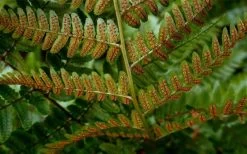 Autumn Brilliance Fern (Dryopteris Erythrosora) - 1 Gallon Pot -Outdoor Garden Store dryopteris erythrosora autumn brilliance fern 4